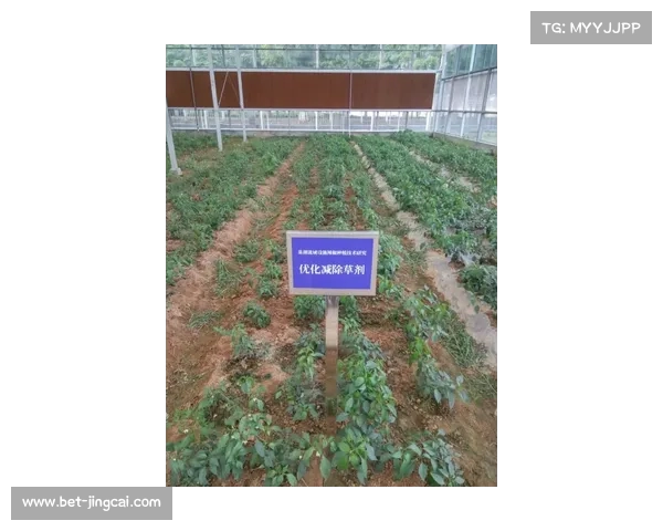 湖雾镇借村BA赛事推动智慧农业发展赛场扫码溯源葡萄种植基地探索